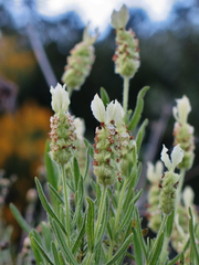 Lavandula viridis