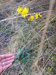 Hieracium lepidulum
