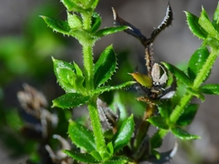 Galium cliftonsmithii