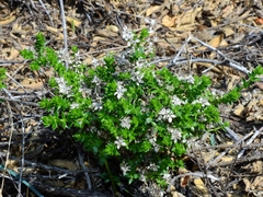 Galium cliftonsmithii