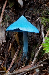 Entoloma hochstetteri