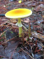 Amanita flavivolva image