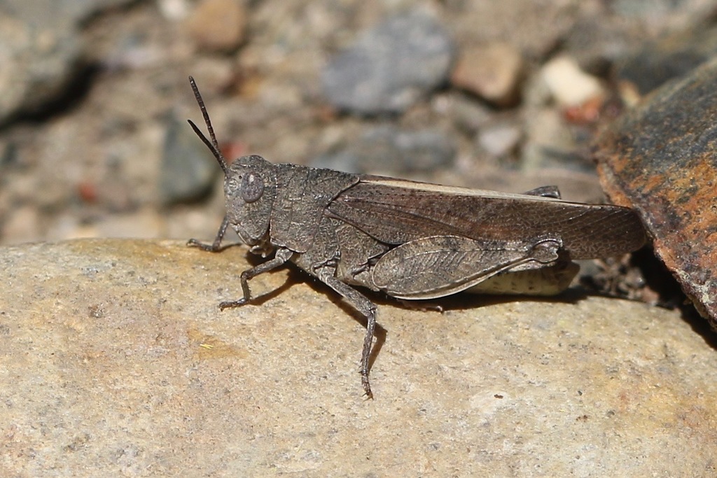 California Sulphur-winged Grasshopper