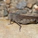 California Sulphur-winged Grasshopper - Photo (c) abcdefgewing, some rights reserved (CC BY-NC), uploaded by abcdefgewing