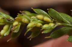 Tmesipteris tannensis