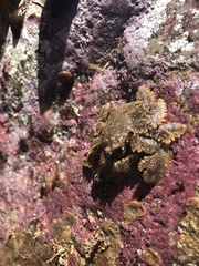 Hapalogaster cavicauda