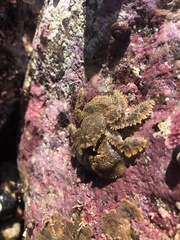 Hapalogaster cavicauda