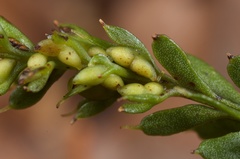 Tmesipteris tannensis