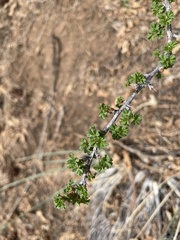 Ribes leptanthum