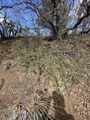 Ribes leptanthum