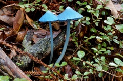 Entoloma hochstetteri