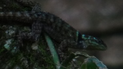 Sceloporus serrifer