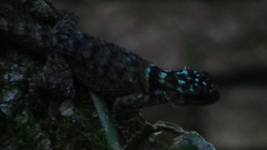 Sceloporus serrifer