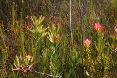 Leucadendron gandogeri × xanthoconus