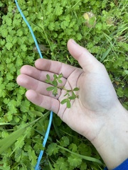 Trifolium variegatum