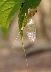 Maccaffertium terminatum terminatum