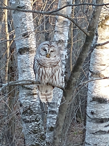 Barred Owl photographed in Vermont