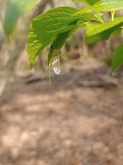 Maccaffertium terminatum terminatum