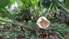 Monstera deliciosa