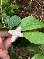 Styracaceae