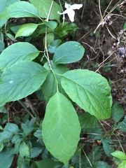 Styracaceae