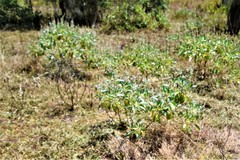 Lupinus cumulicola