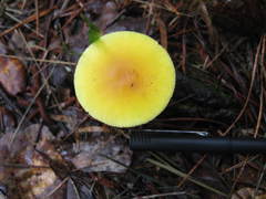Amanita flavivolva image