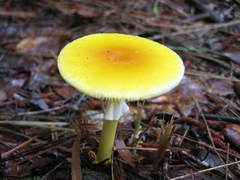 Amanita flavivolva image