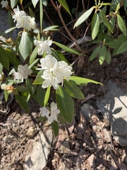 Rhododendron carolinianum