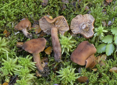 Lactarius umerensis