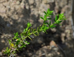 Galium cliftonsmithii