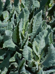 Eriodictyon traskiae smithii