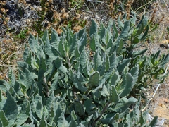 Eriodictyon traskiae smithii