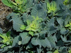 Eriodictyon traskiae smithii