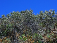 Eriodictyon traskiae smithii