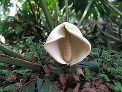 Monstera deliciosa