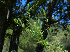 Lonicera subspicata subspicata