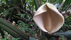 Monstera deliciosa