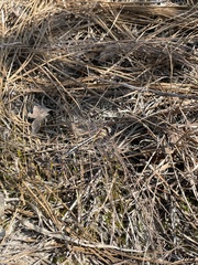 Phanogomphus diminutus