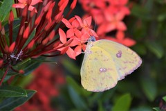 Phoebis sennae sennae