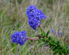 Ceanothus hearstiorum
