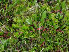 Arctostaphylos hookeri hearstiorum