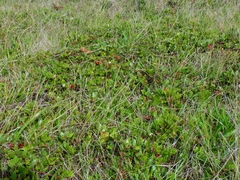 Arctostaphylos hookeri hearstiorum