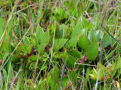 Arctostaphylos hookeri hearstiorum