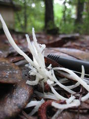 Clavaria fragilis vermicularis