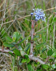 Ceanothus maritimus