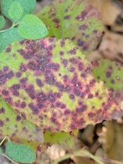 Sphaerulina westendorpii