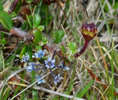 Ceanothus maritimus