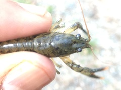 Cambarus acuminatus