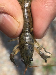Cambarus acuminatus